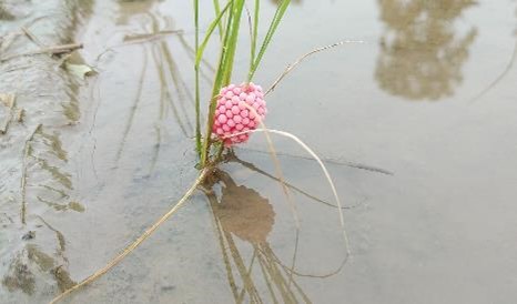 スクミリンゴガイの卵の画像